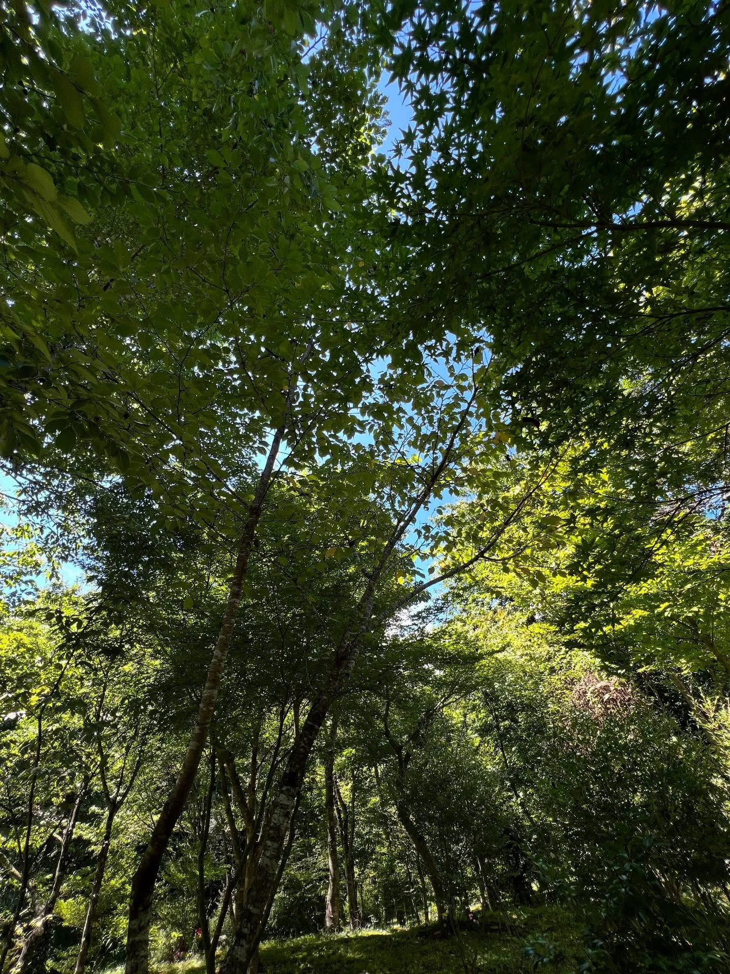 🌟【エアコンメンテナンスで快適な夏を！】🌟