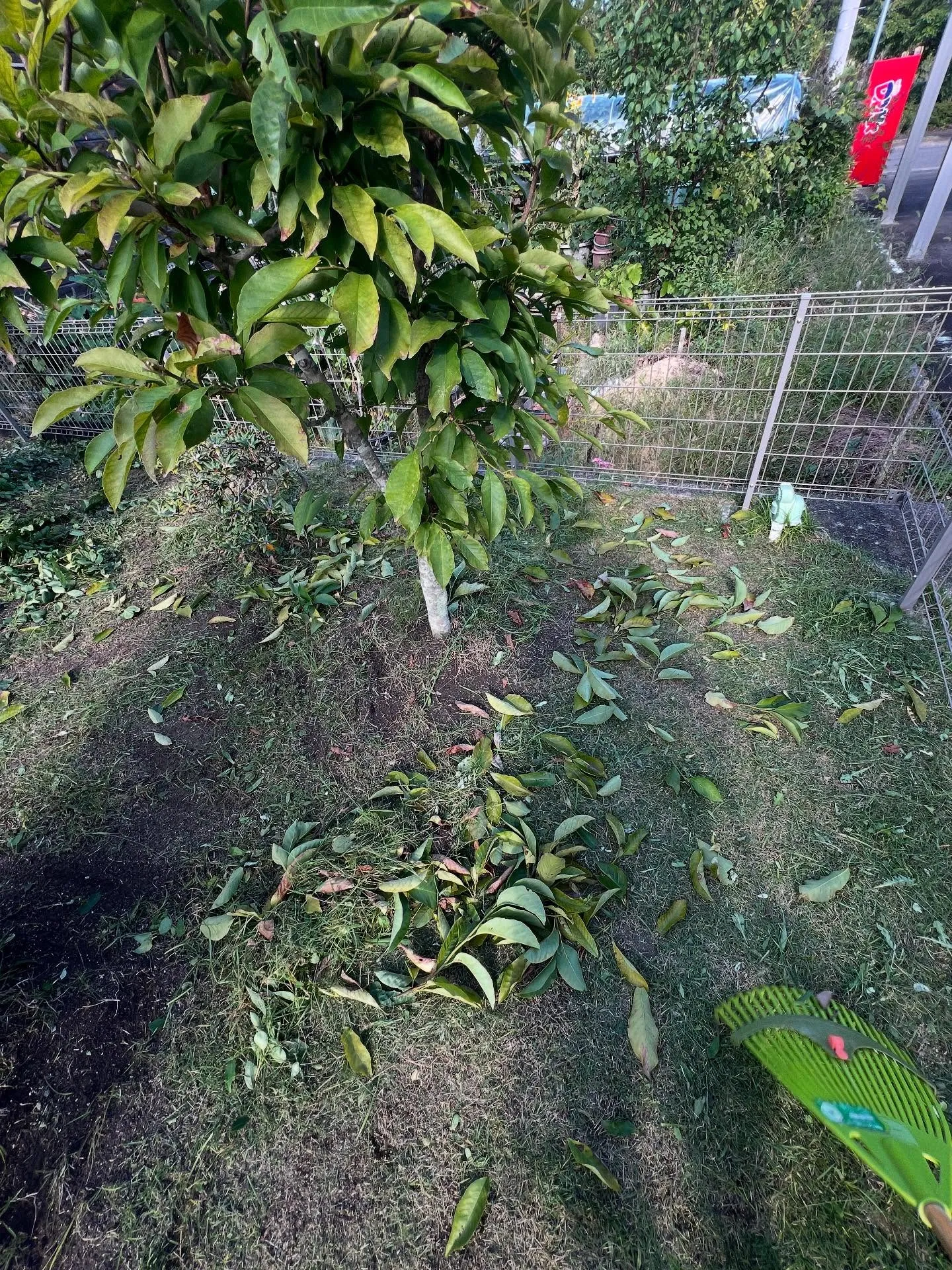 仙台の夏が終わり、秋の穏やかな季節が訪れました🍁。