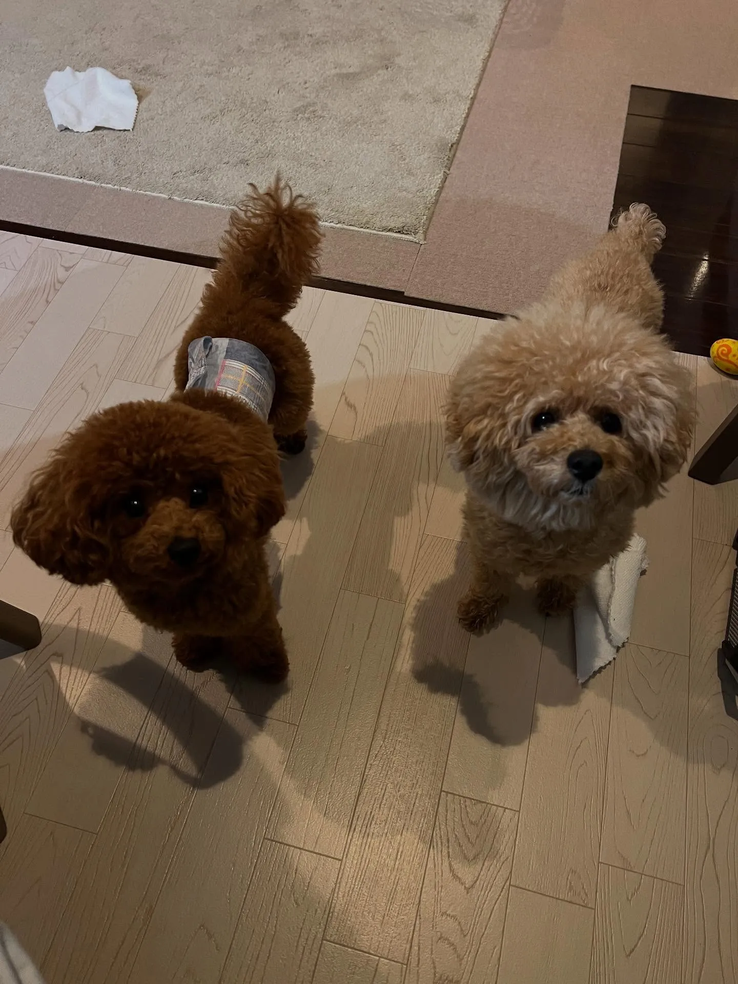 こんにちは、エアコンをお探しの皆さん🌬️